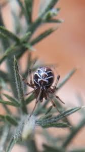 Attēlu rezultāti vaicājumam “Phylloneta sp.”