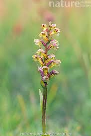 Attēlu rezultāti vaicājumam “Coeloglossum viride flower”