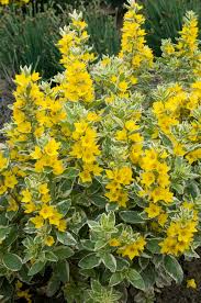 Attēlu rezultāti vaicājumam “Lysimachia punctata”