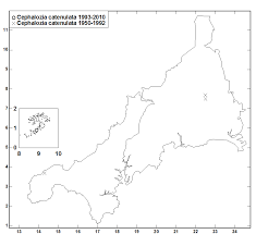 Attēlu rezultāti vaicājumam “Cephalozia catenulata”