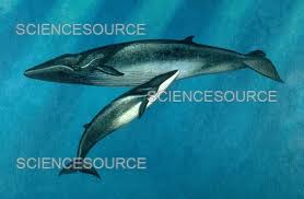 Image result for Balaenoptera physalus