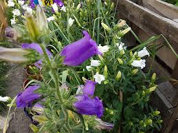 Image result for Marienglockenblumen