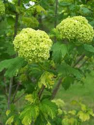 Attēlu rezultāti vaicājumam “Viburnum opulus bud”