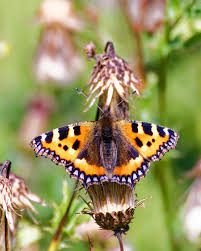 Image result for Small Tortoiseshell