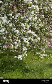 Attēlu rezultāti vaicājumam “Malus prunifolia”