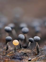 Attēlu rezultāti vaicājumam “Physarum conglomeratum sessile”