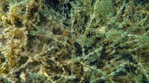 Attēlu rezultāti vaicājumam “Chara hispida”