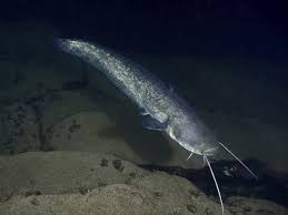 Image result for Silurus glanis