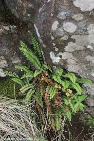 Attēlu rezultāti vaicājumam “Asplenium viride”