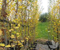 Attēlu rezultāti vaicājumam “Populus simonii”