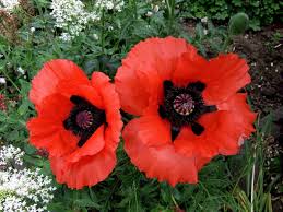 Attēlu rezultāti vaicājumam “Papaver orientale  flower”