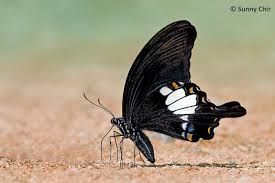 Attēlu rezultāti vaicājumam “Hoplia parvula imago”