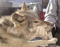 Image result for Westgate Wolves A.R.L.F.C.