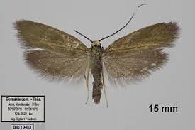 Attēlu rezultāti vaicājumam “Roeslerstammia erxlebella”