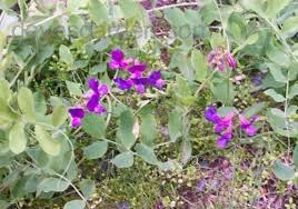 Attēlu rezultāti vaicājumam “Lathyrus japonicus subsp. maritimus flower”