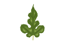 Attēlu rezultāti vaicājumam “Morus alba leaf”