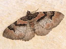 Attēlu rezultāti vaicājumam “Catarhoe rubidata”