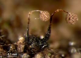 Attēlu rezultāti vaicājumam “Clastoderma debaryanum”