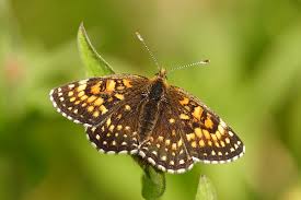 Attēlu rezultāti vaicājumam “Melitaea diamina underside”