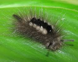 Attēlu rezultāti vaicājumam “Gynaephora selenitica”