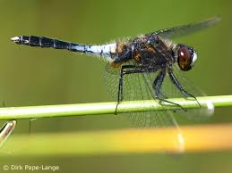 Attēlu rezultāti vaicājumam “Leucorrhinia caudalis”