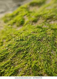 Attēlu rezultāti vaicājumam “Scapania undulata”