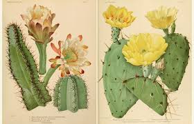 Image result for Cactaceae