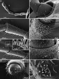Attēlu rezultāti vaicājumam “Strongylosoma pallipes”