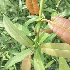 Attēlu rezultāti vaicājumam “Thecabius affinis imago”