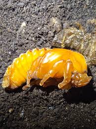 Attēlu rezultāti vaicājumam “Oryctes nasicornis larva”