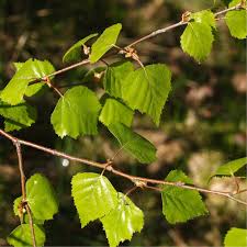 Attēlu rezultāti vaicājumam “Betula pendula”