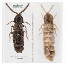 Attēlu rezultāti vaicājumam “Phosphaenus hemipterus male”