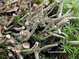 Attēlu rezultāti vaicājumam “Cladonia ochrochlora”