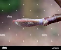 Attēlu rezultāti vaicājumam “Liriodendron tulipifera bud”