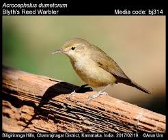 Attēlu rezultāti vaicājumam “Acrocephalus dumetorum”