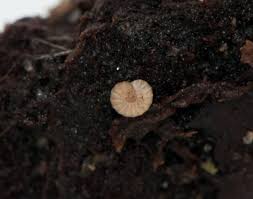 Attēlu rezultāti vaicājumam “Craspedosoma rawlinsi”