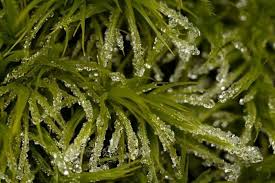 Attēlu rezultāti vaicājumam “Dicranum leioneuron”