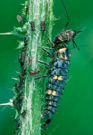 Attēlu rezultāti vaicājumam “Adalia bipunctata larva”
