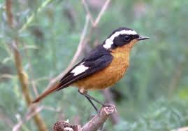 Image result for Phoenicurus moussieri