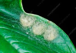 Attēlu rezultāti vaicājumam “Araneus diadematus eggs”