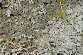 Attēlu rezultāti vaicājumam “Parmelia serrana”