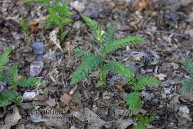Attēlu rezultāti vaicājumam “Gleditsia triacanthos leaf”