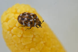 Attēlu rezultāti vaicājumam “Anthrenus sp. imago”