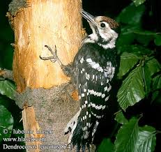 Attēlu rezultāti vaicājumam “Dendrocopos leucotos female”