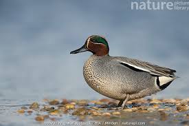 Attēlu rezultāti vaicājumam “Anas crecca”