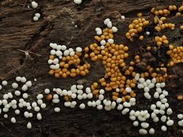 Attēlu rezultāti vaicājumam “Trichia varia spores”