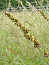 Attēlu rezultāti vaicājumam “Carex loliacea fruit”