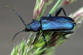 Attēlu rezultāti vaicājumam “Callidium violaceum”