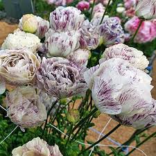 Attēlu rezultāti vaicājumam “Ranunculus brunnescens”