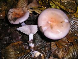 Attēlu rezultāti vaicājumam “Lepista nuda”